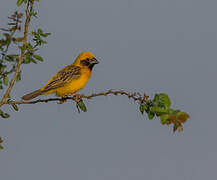 Asian Golden Weaver