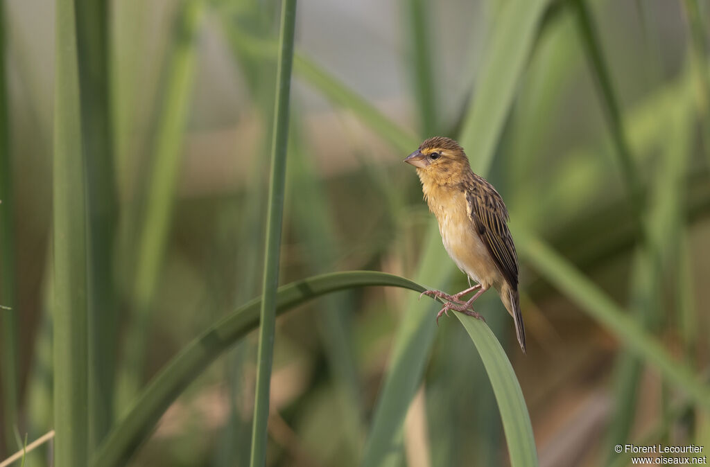 Asian Golden Weaver