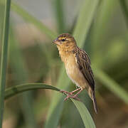 Asian Golden Weaver