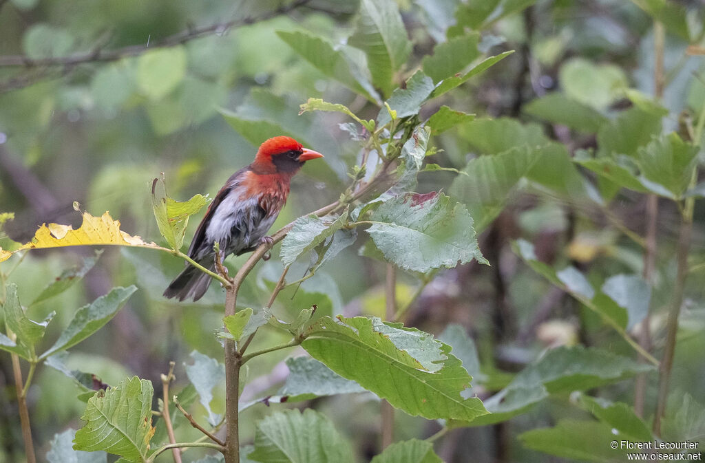 Red-headed Weaver male