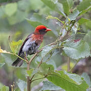 Red-headed Weaver