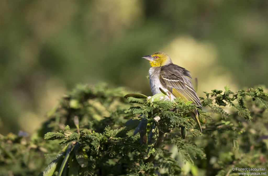 Village Weaver