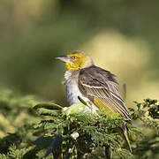 Village Weaver