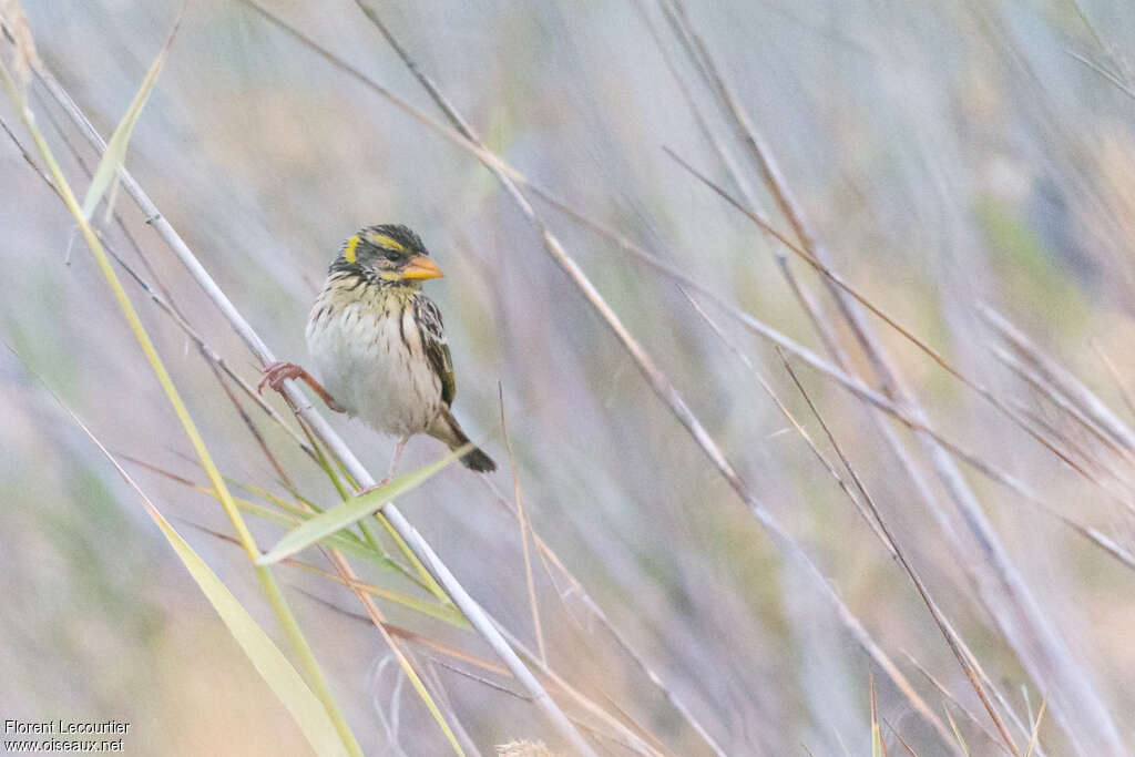 Streaked Weaver female adult, close-up portrait