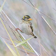 Streaked Weaver