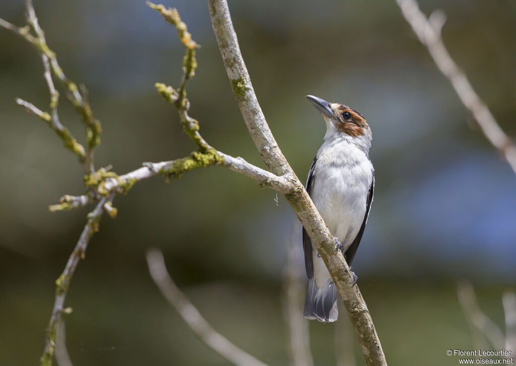 Black-crowned Tityra