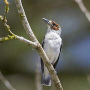 Black-crowned Tityra