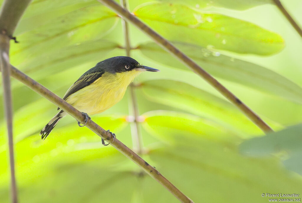 Common Tody-Flycatcher