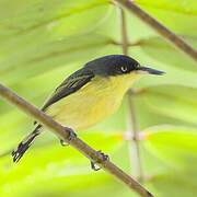 Common Tody-Flycatcher