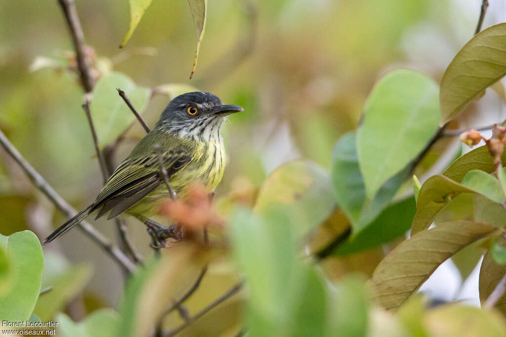 Spotted Tody-Flycatcheradult, identification