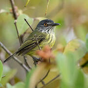 Spotted Tody-Flycatcher