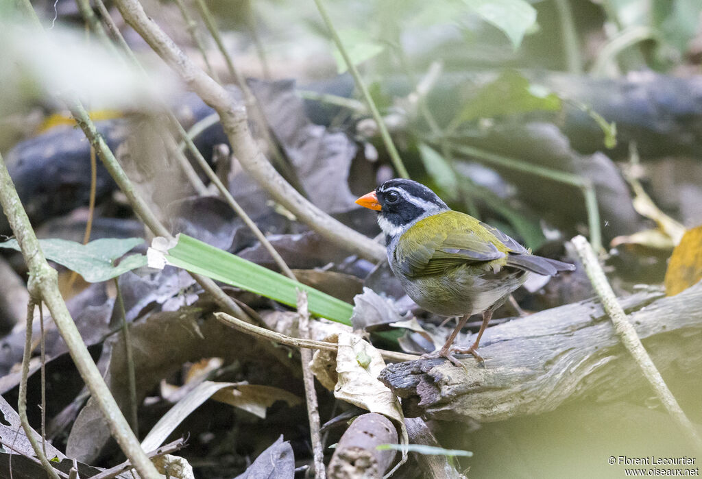 Orange-billed Sparrow