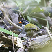 Orange-billed Sparrow