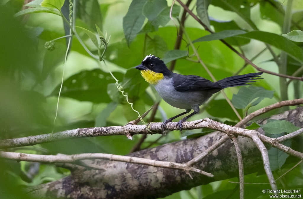 White-naped Brushfinch