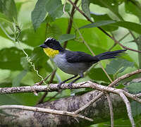 White-naped Brushfinch