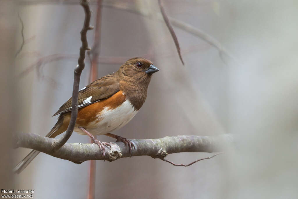 Eastern Towheeadult, identification