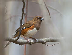 Eastern Towhee