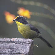 Pale-naped Brushfinch