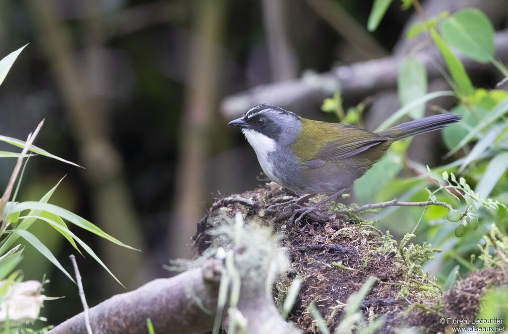 Grey-browed Brushfinch