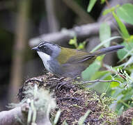 Grey-browed Brushfinch