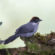 Slaty Brushfinch