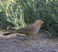 California Towhee