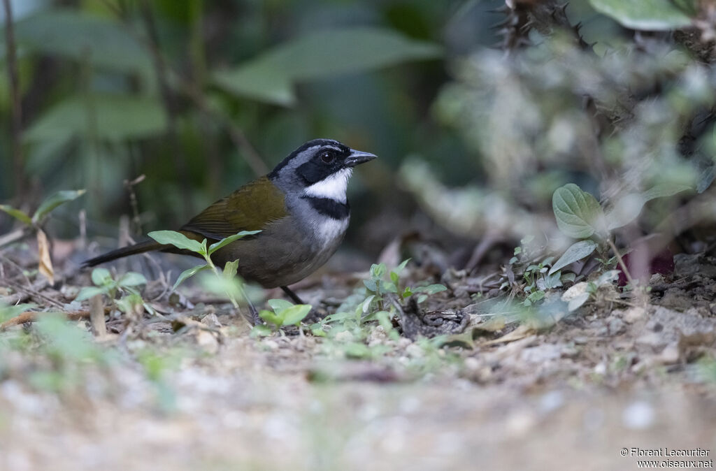 Sierra Nevada Brushfinch