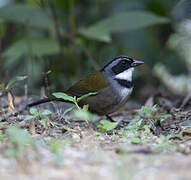 Sierra Nevada Brushfinch