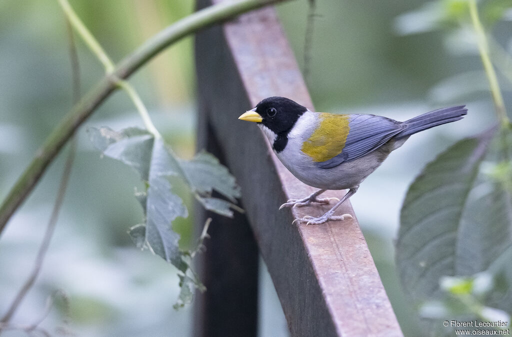 Golden-winged Sparrow