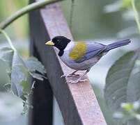 Golden-winged Sparrow