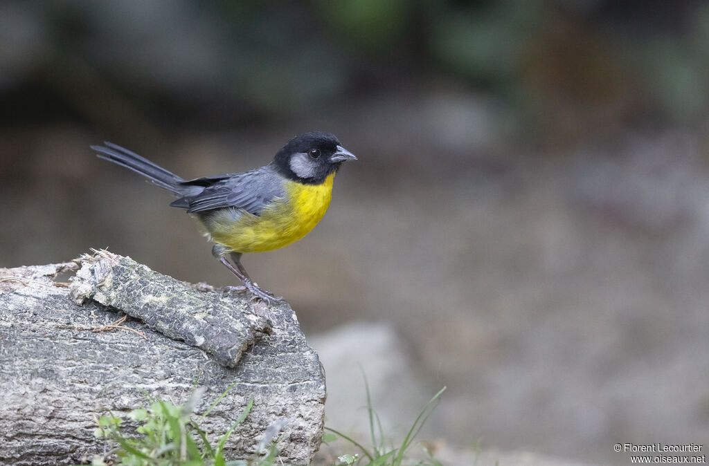 Santa Marta Brushfinch