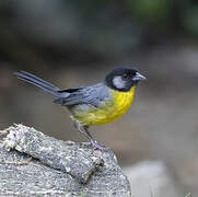 Santa Marta Brushfinch