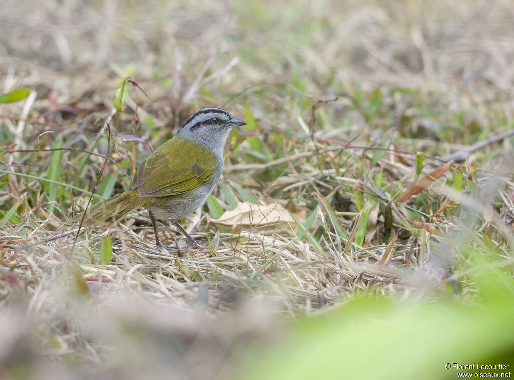 Black-striped Sparrow