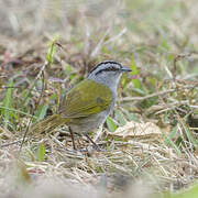 Black-striped Sparrow