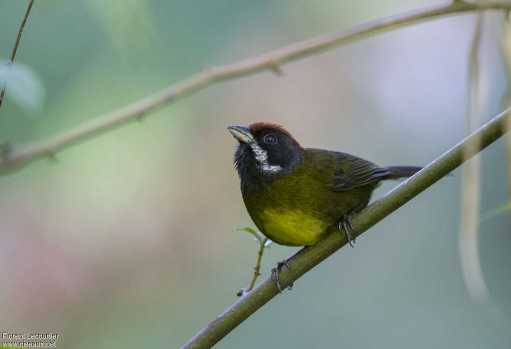 Sooty-faced Finchadult, identification