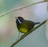 Sooty-faced Finch