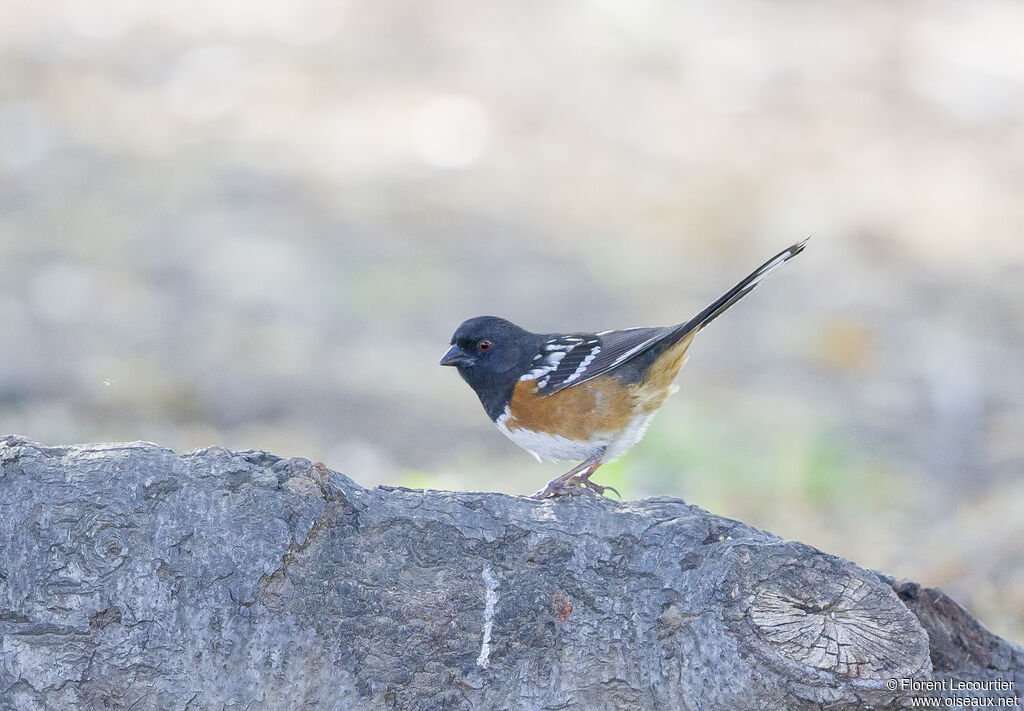 Spotted Towhee