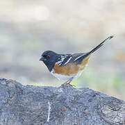 Spotted Towhee