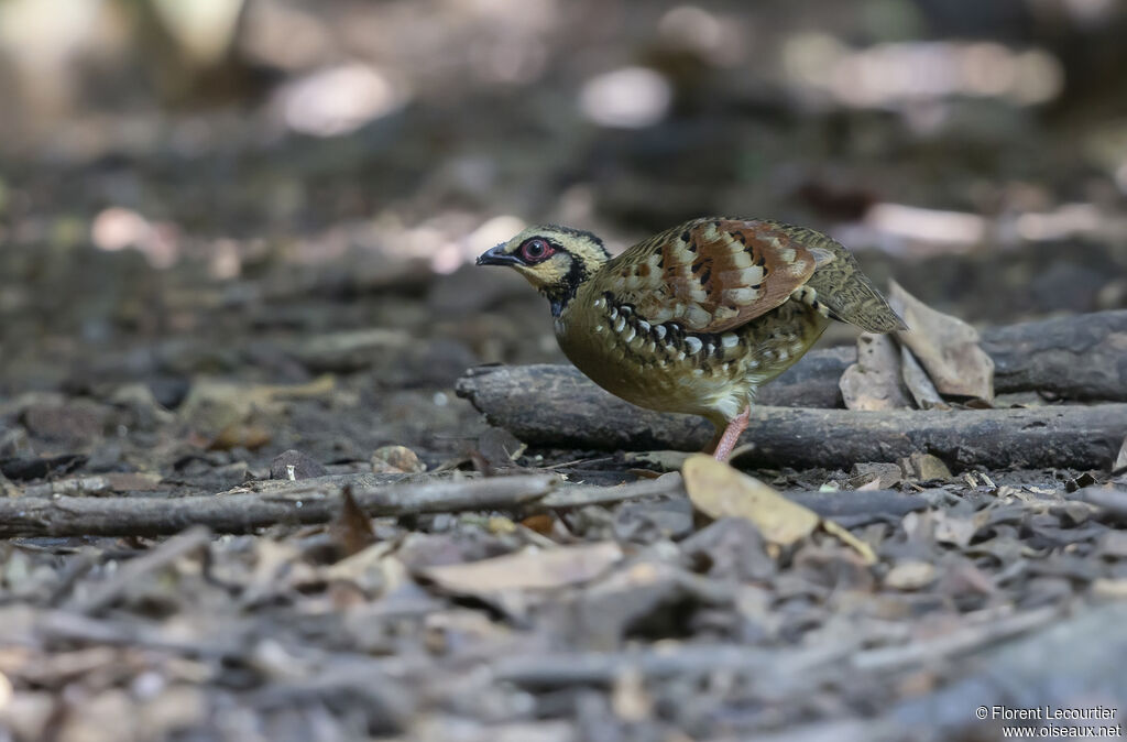 Bar-backed Partridge