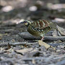 Torquéole à poitrine brune