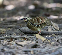 Bar-backed Partridge