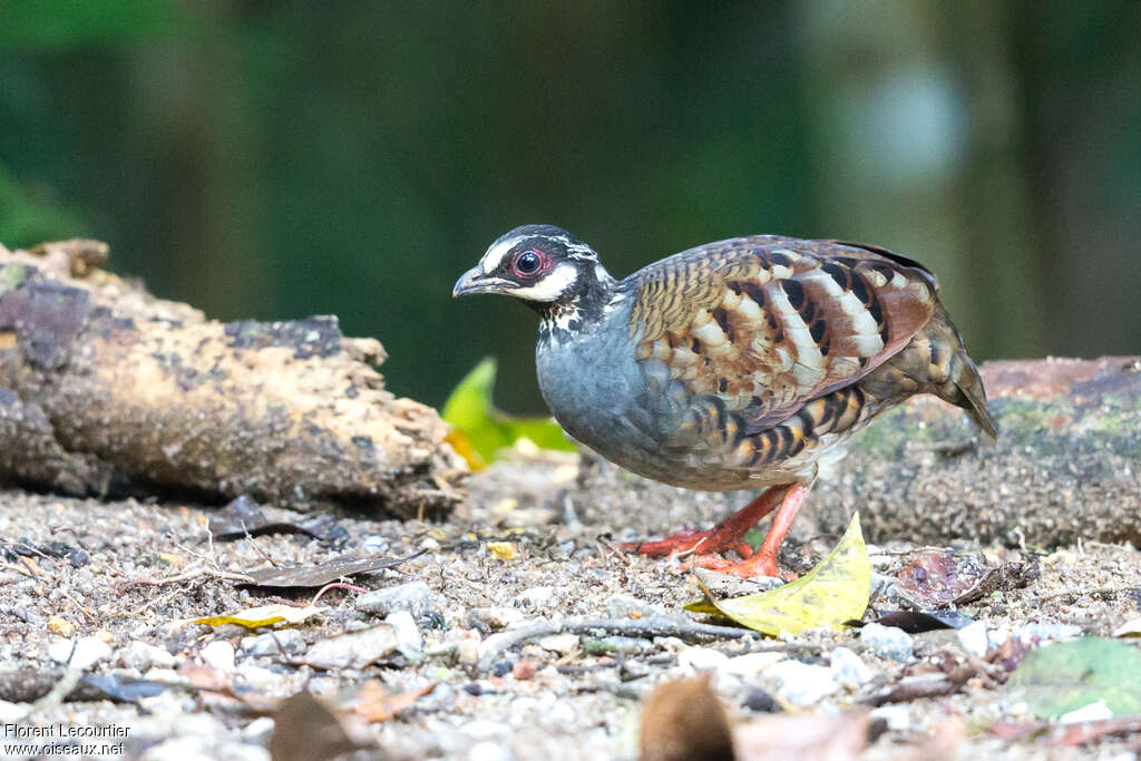 Malayan Partridgeadult, identification