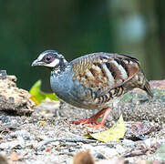 Malaysian Partridge