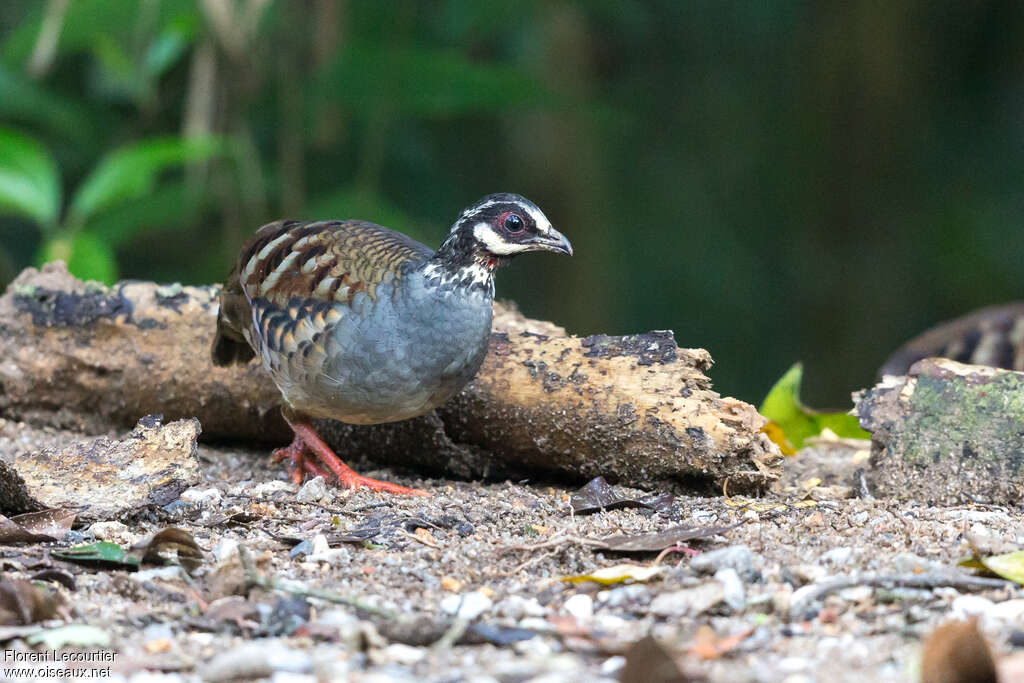 Malaysian Partridgeadult, Behaviour