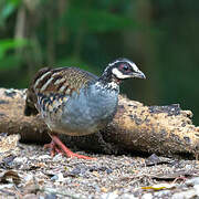 Malaysian Partridge