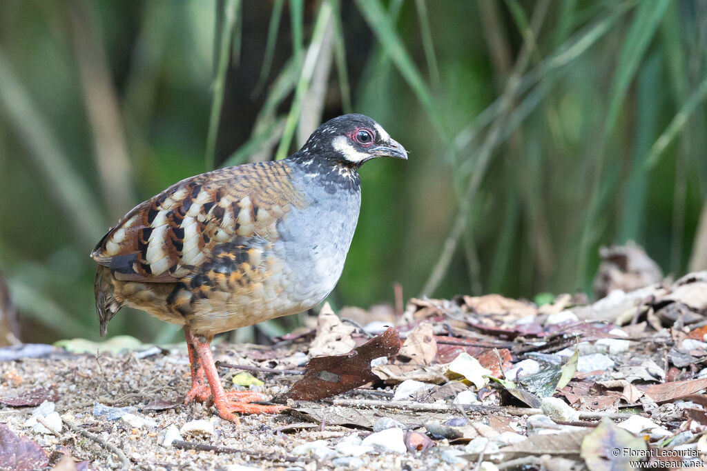 Malaysian Partridge