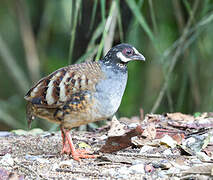 Malaysian Partridge