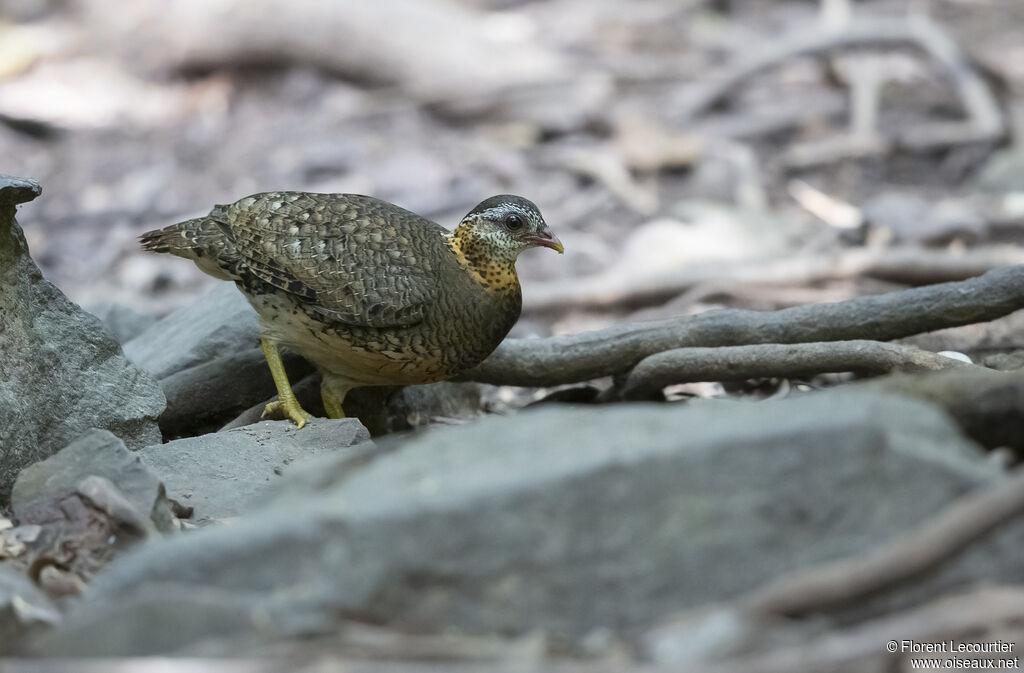 Green-legged Partridge