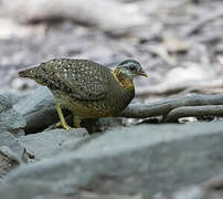 Green-legged Partridge