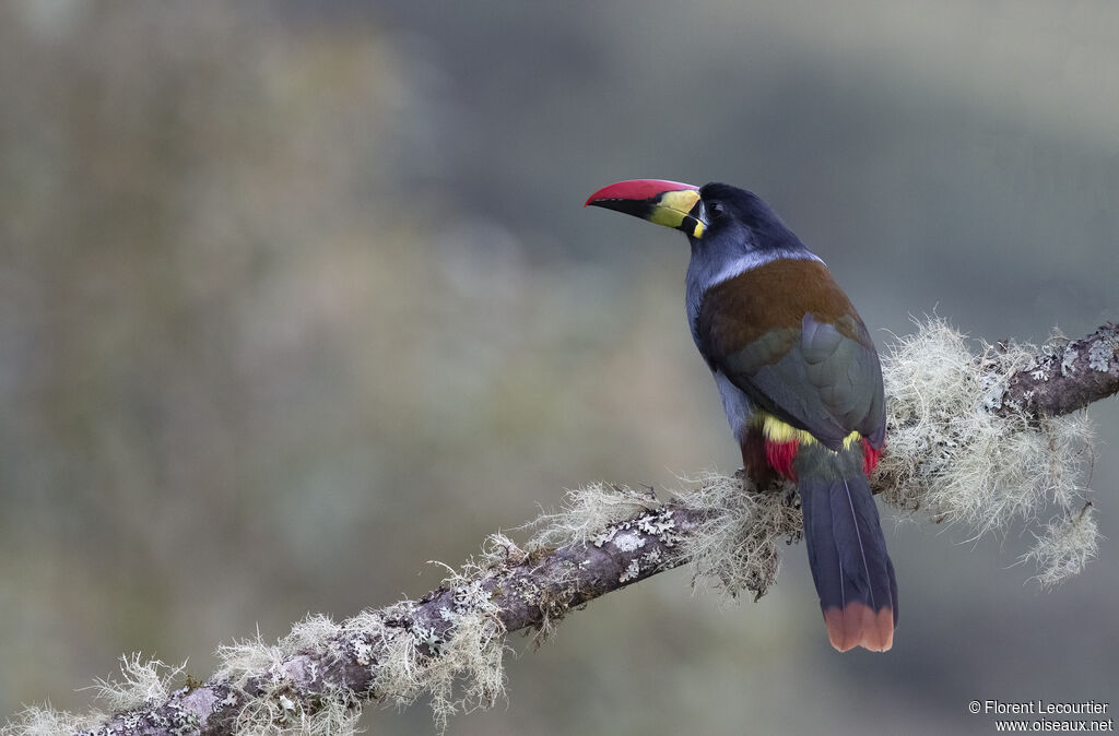 Grey-breasted Mountain Toucan